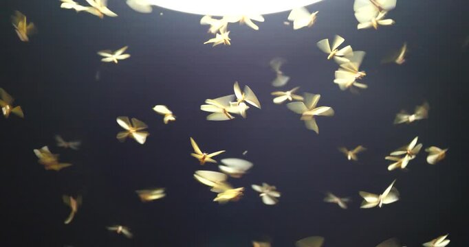 Large groups of alates are buzzing around light bulbs at night, a termite ecosystem.