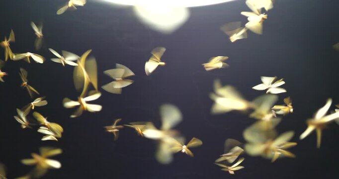 Large groups of alates are buzzing around light bulbs at night, a termite ecosystem.