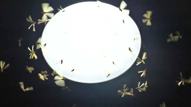 Large groups of alates are buzzing around light bulbs at night, a termite ecosystem.