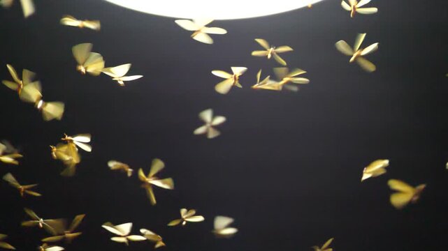 Large groups of alates are buzzing around light bulbs at night, a termite ecosystem.
