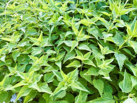 Manto de vegetacion en un bosque de Cantabria