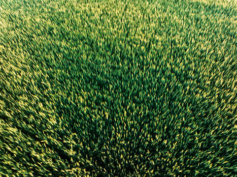 Close-up view of vibrant green grass