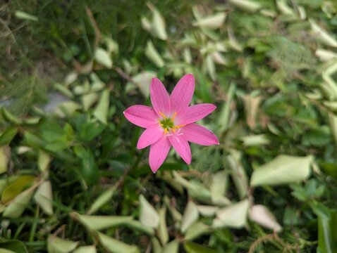 A beautiful close-up of a vibrant pink fairy lily (Zephyranthes) blooming among lush green leaves in a natural garden.