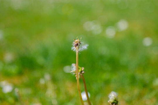 Dandelion Seeds Against Green Background