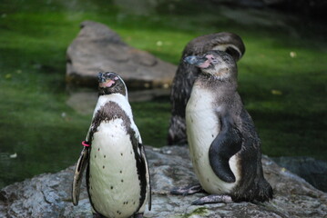 Pair of Humboldt Penguins Resting on Rocks  © Biman