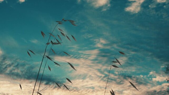 Wild grass stems swaying gently against a sunset sky