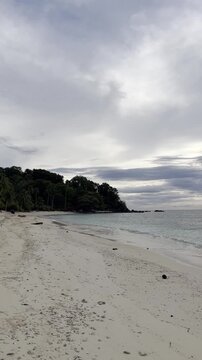 Tropical Beach With Lush Green Trees and Ocean