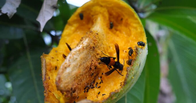 Wasps and Flies Feast on Ripe Mango: A decaying, ripe mango, partially eaten, attracts a swarm of wasps and flies, highlighting the cycle of nature and decay.