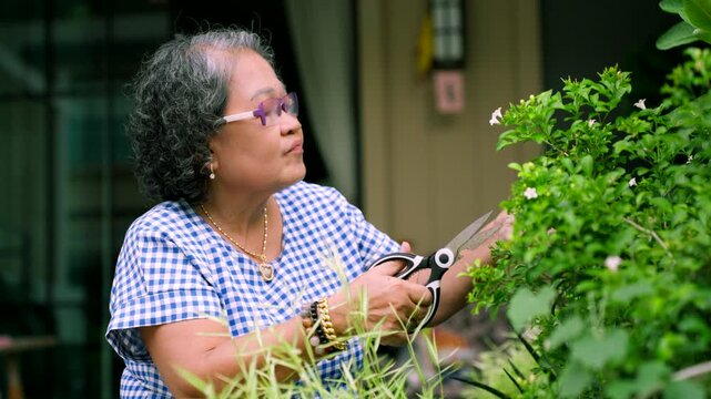 Senior Asian woman trimming bushes with scissors in the home garden, active retirement lifestyle concept.