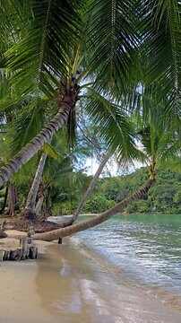 Wander along the pristine shoreline of Koh Kood Island Thailand. Enjoy tranquil views of clear waters and vibrant palm trees.
