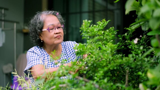 Senior Asian woman trimming bushes with scissors in the home garden, active retirement lifestyle concept.