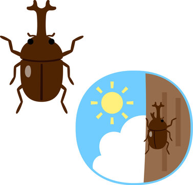 木の幹にとまっているカブト虫
