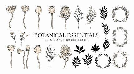 Obraz premium Botanical illustrations of flowers and leaves.