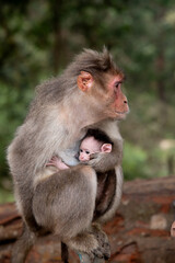 Mother monkey and baby © Black Spade Design