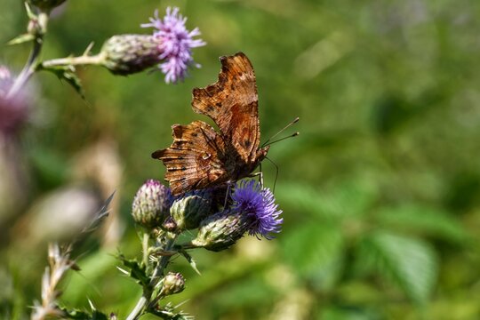 Comma Butterfly Feeding on Purple Thistle Flower
