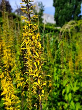 The rocket: a species of the genus Ligularia and the family Asteraceae, its botanical name is Ligularia stenocephala.