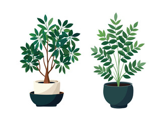 Fototapeta premium Two decorative indoor potted plants with lush green leaves, isolated on a clean white background set