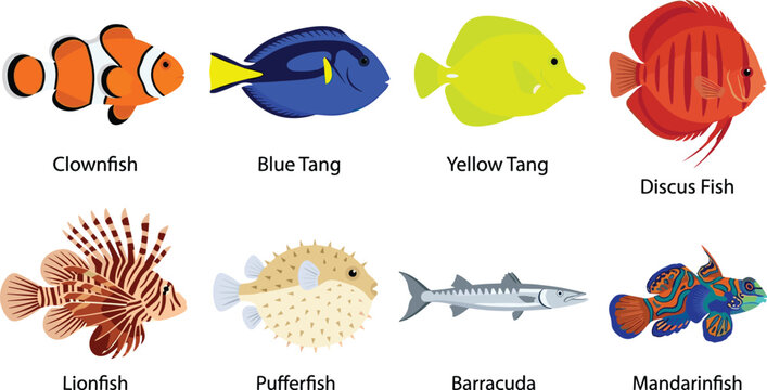 Tropical aquarium fish clipart collection featuring clownfish tang pufferfish lionfish barracuda and colorful marine animals vector illustration set
