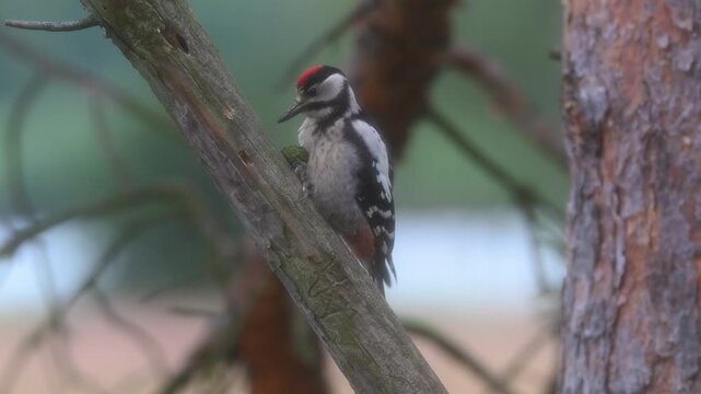 Comical Great Spotted Woodpecker Struggling to Wedge a Green Pine Cone and Looking Disappointed