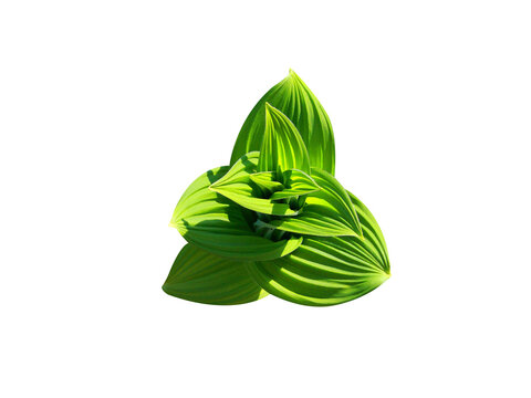 Veratrum viride or false hellebore plant isolated on a white background