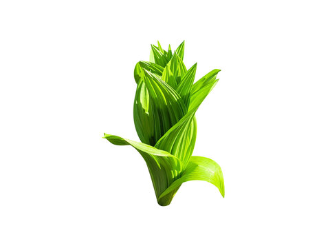 Veratrum viride or false hellebore plant isolated on a white background