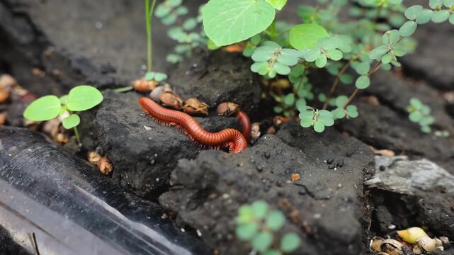 An Asian millipede moving across dark ground near a discarded glass bottles.