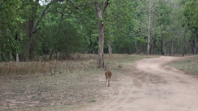 Chital (spotted deer) walking away down dirt forest road, dry deciduous sal forest - Panna National Park, Panna Tiger Reserve, Madhya Pradesh, India, 4K UHD wildlife footage