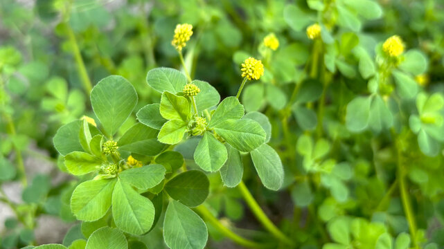 Close view of Black medic plants with yellow flowers growing in a garden during the spring season