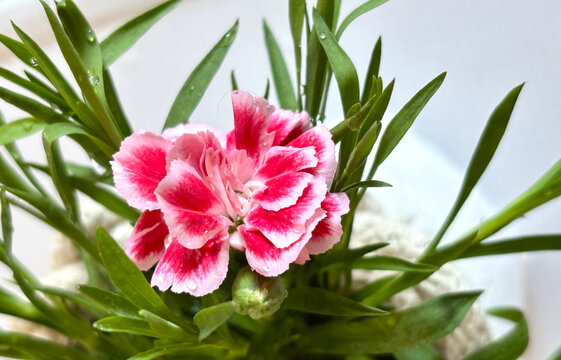 Carnation. Colorful flower with pink and white petals growing among green leaves in a natural setting