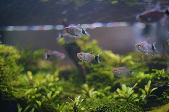 Horizontal close up shot of redeye tetra fish swimming together inside a freshwater aquarium tank filled with lush green aquatic plants.