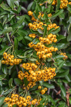 Red firethorn cultivar with yellow berries (Pyracantha coccinea).