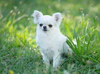 chihuahua in nature