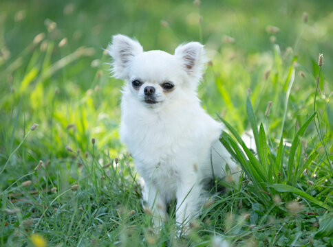 chihuahua in nature