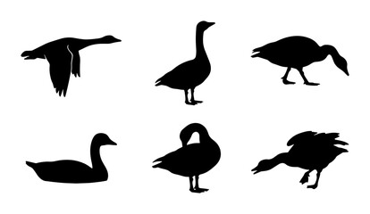 Set of Six Goose Silhouettes, Flying and Standing Wildlife Vector Icons, Black and White Bird Poses © Mahim