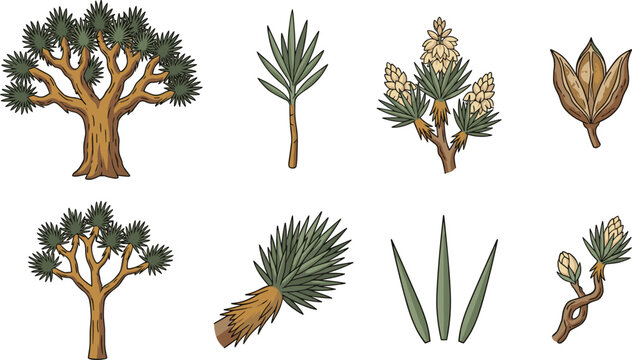 Joshua Tree Botanical Vector Set Featuring Desert Yucca Palm Trees Blossoms Sharp Spiky Leaves and Seed Pod Illustration Elements