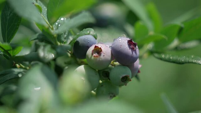 Close-up of fresh organic blueberries with water drops on a bush 싱그러운 초록 잎사귀 사이 아침 이슬 물방울이 맺힌 블루베리 열매 접사