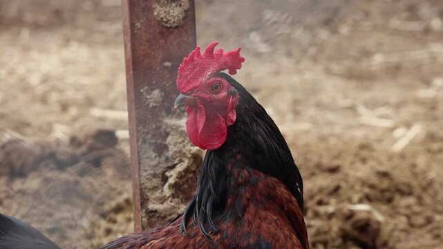 Domestic Rooster Shaking and Preening Its Plumage on a Farm. A high-quality portrait of a black and red rooster on a dirt patch, showcasing its bright red comb, wattle, and grooming behavior in a rura