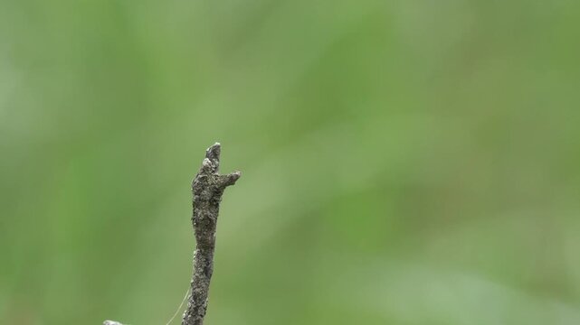 高原のトンボ、環境音（虫の音、鳥の音）有り