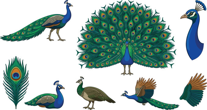 Beautiful Peacock Bird Vector Graphic Set with Feather Plumage, Displaying Tail, Flying, and Portrait Icon Illustrations