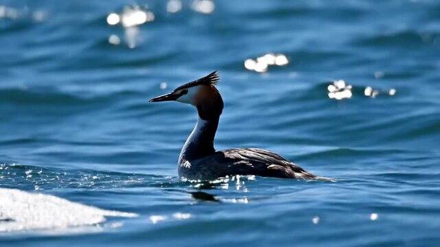 Graceful great crested grebe diving and splashing in beautiful blue ocean water on a sunny day