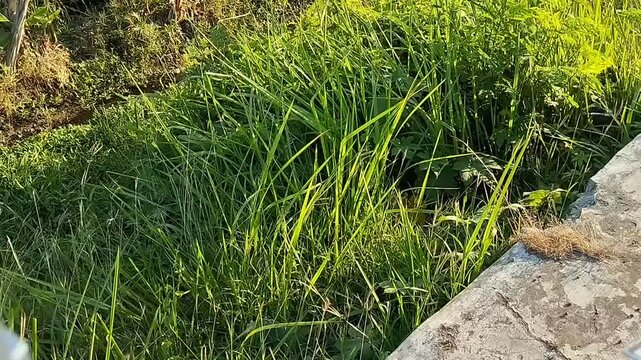 A beautiful view of a stretch of green grass by the roadside, accompanied by strong winds and sunlight.
