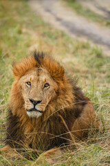 Naklejka premium portrait of a lion
