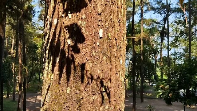 Sunlight and tree shadows gently dance across the textured bark of a pine tree in a tranquil forest.