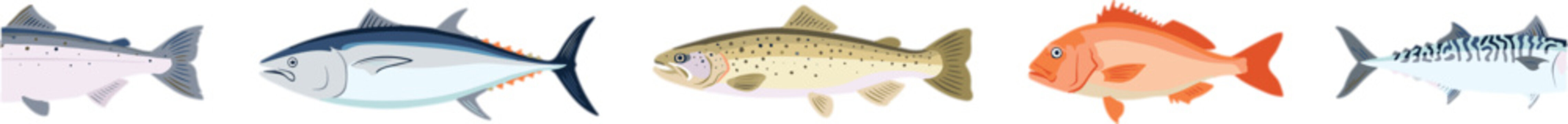 Fresh seafood fish vector illustration collection with salmon and tuna