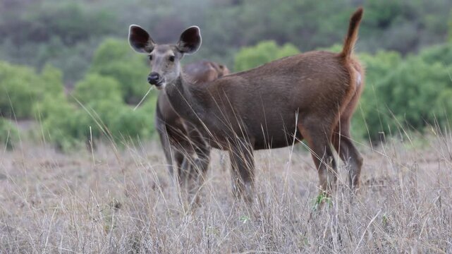 Sambar deer (hind/female) standing alert, looking at camera, large ears, dry grassland meadow - Panna National Park, Panna Tiger Reserve, Madhya Pradesh, India, 4K UHD wildlife footage