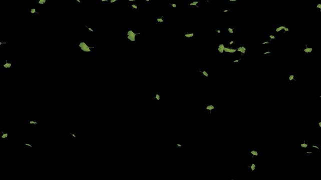 みずみずしい緑のイチョウが舞うナチュラルなループ背景