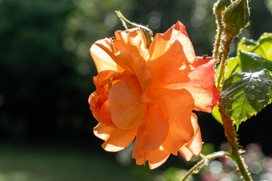 red rose the flowers of love
