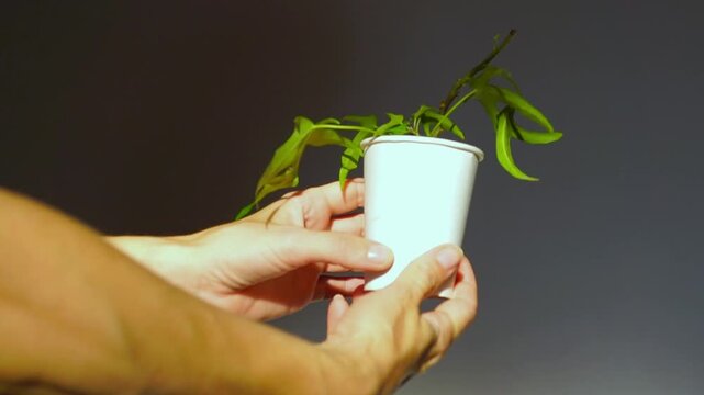 Hands rotating paper cup with rooted ivy plant showing fresh young leaves in warm natural light. Highlights early plant establishment, container cultivation, and juvenile foliage development.