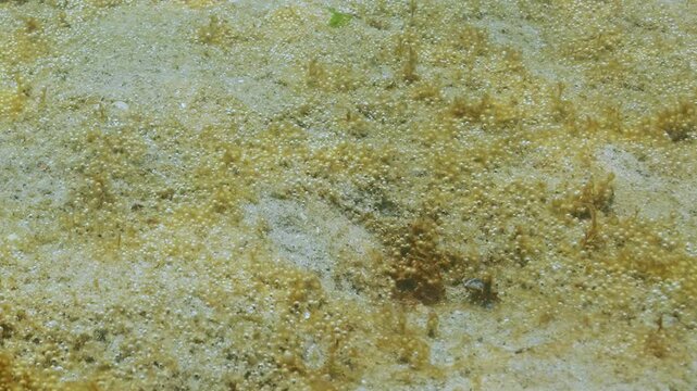 Seabed is covered with colonial single-celled algae producing gas. Sand seafloor covered with thin layer of microalgae colony with tiny gas bubbles. Unicellular algae synthesizing gas on sandy bottom