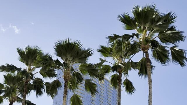 Pritchardia pacifica, the Fiji fan palm, or piu, is a species of palm tree in the genus Pritchardia. City of Honolulu, Oahu island, Hawaii. 